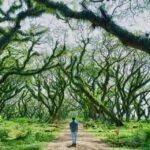 Negeri Dongeng: Selamat Datang di Hutan Djawatan
