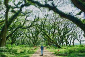Negeri Dongeng: Selamat Datang di Hutan Djawatan