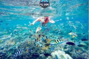 No 1 Snorkeling Gili Ketapang : Probolinggo Pesona Bawah Laut yang Memukau