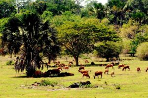 Alas Purwo Banyuwangi : Mengintip Keindahan Taman Nasional di Jawa Timur
