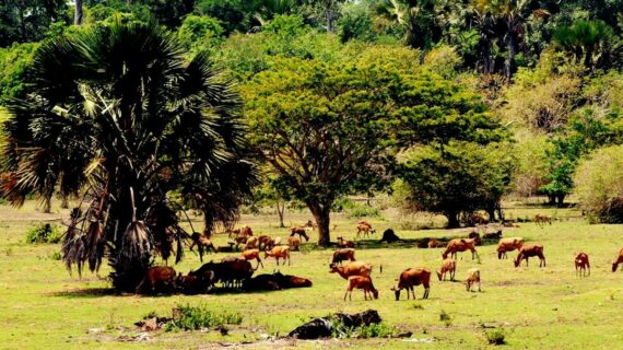 Alas Purwo Banyuwangi : Mengintip Keindahan Taman Nasional di Jawa Timur