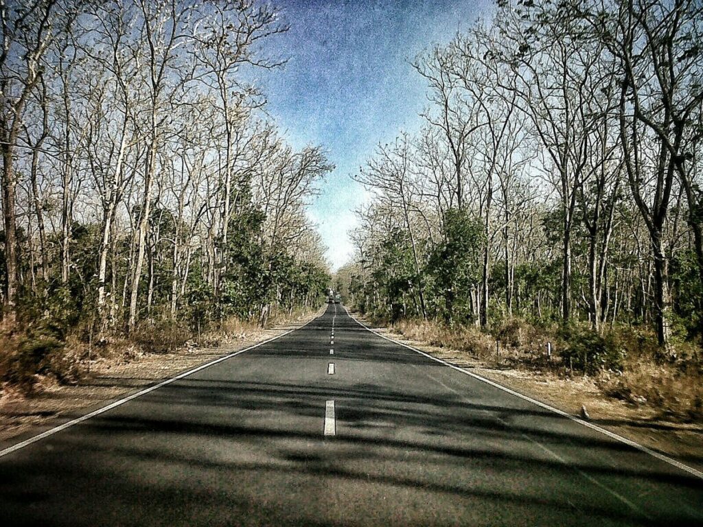 mengenal alas baluran