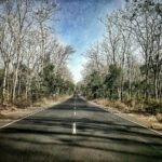 Mengenal Alas Baluran, Afrika-nya Indonesia di Banyuwangi
