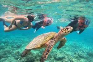 snorkling menjangan island