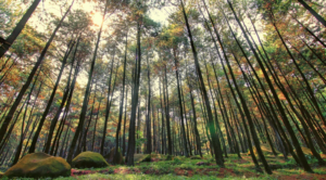 hutan pinus semeru