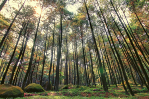 4 Fakta Hutan Pinus Semeru yang Wajib Diketahui Sebelum Berkunjung