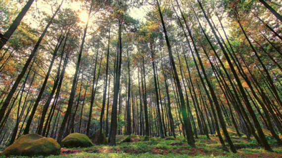 4 Fakta Hutan Pinus Semeru yang Wajib Diketahui Sebelum Berkunjung