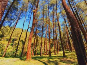 hutan pinus semeru